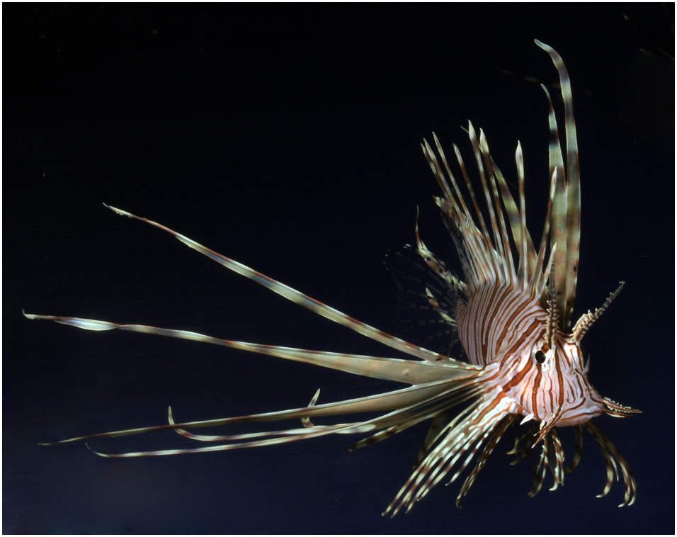 Pterois volitans - Rotfeuerfisch