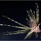 Pterois volitans - Rotfeuerfisch