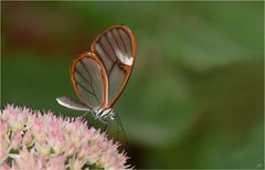 Pteronymia artena