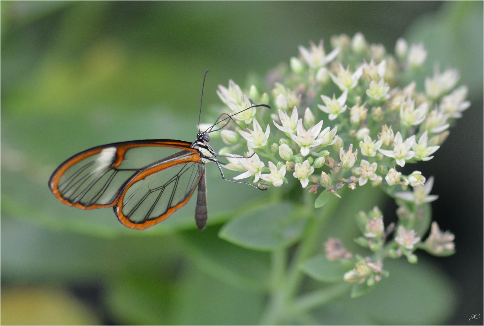 Pteronymia artena