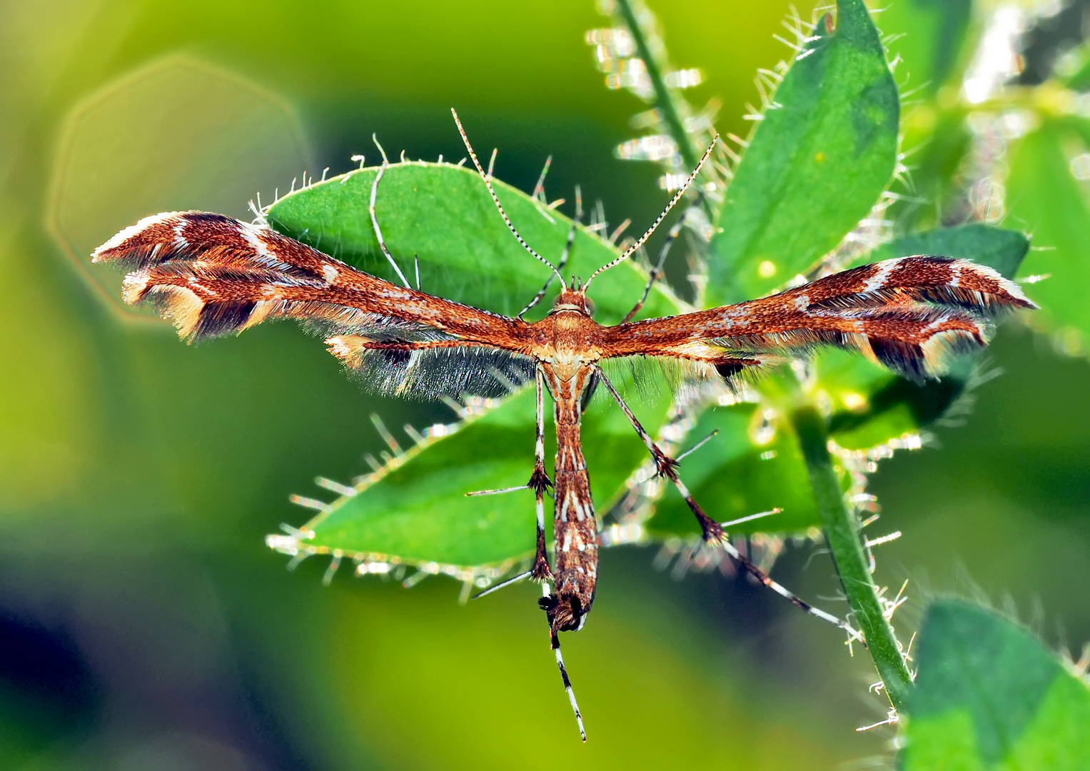 Pterophoridae, une espèce très rare! - Seltene Federmotte (Oxyptilus chrysodactyla)! * 