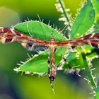 Pterophoridae, une espèce très rare! - Seltene Federmotte (Oxyptilus chrysodactyla)! * 