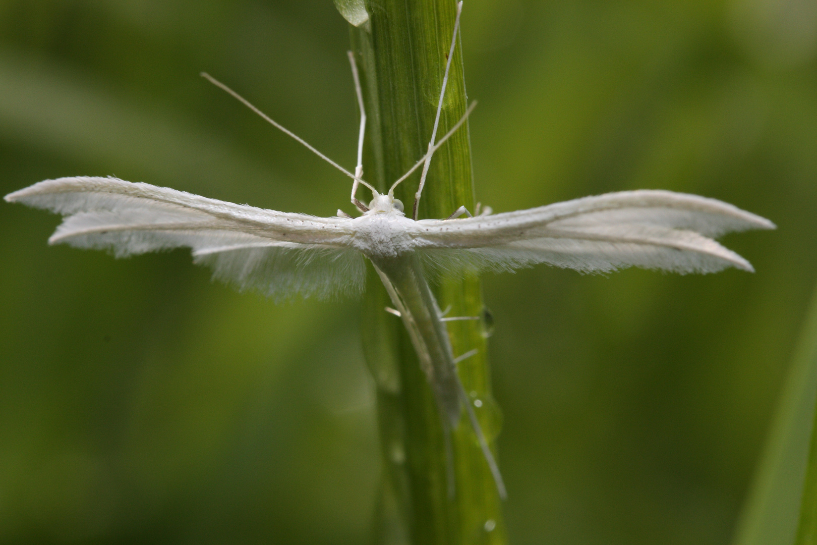 Pterophorus pentadactyla