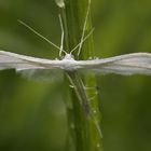 Pterophorus pentadactyla