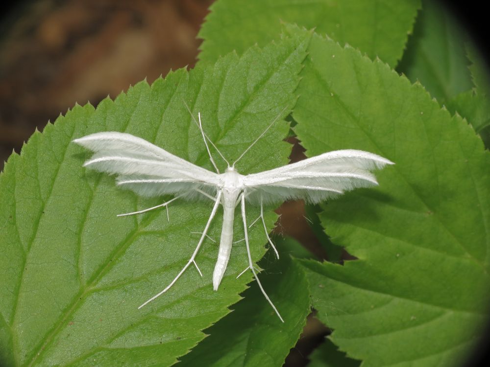 Pterophorus pentadactyla