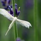 Pterophorus pentadactyla + Lavandula angustifolia