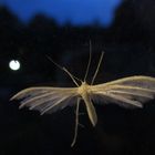 Pterophorus pentadactyla- Schlehen Federmotte