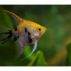 Pterophyllum Scalare - Femmina