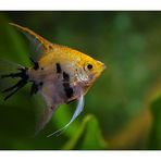 Pterophyllum Scalare - Femmina