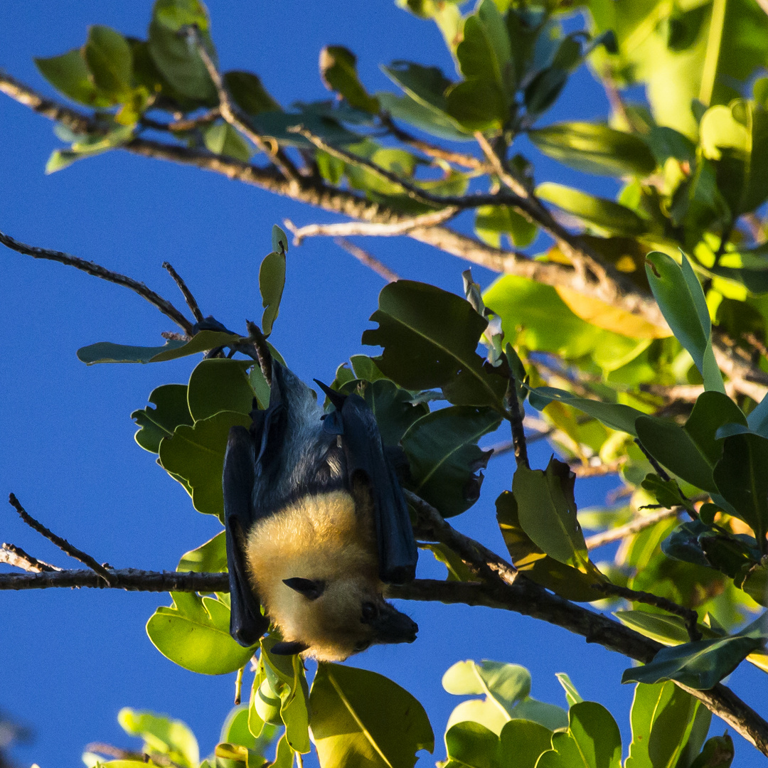 pteropodini alias flying fox