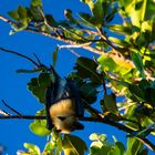 pteropodini alias flying fox