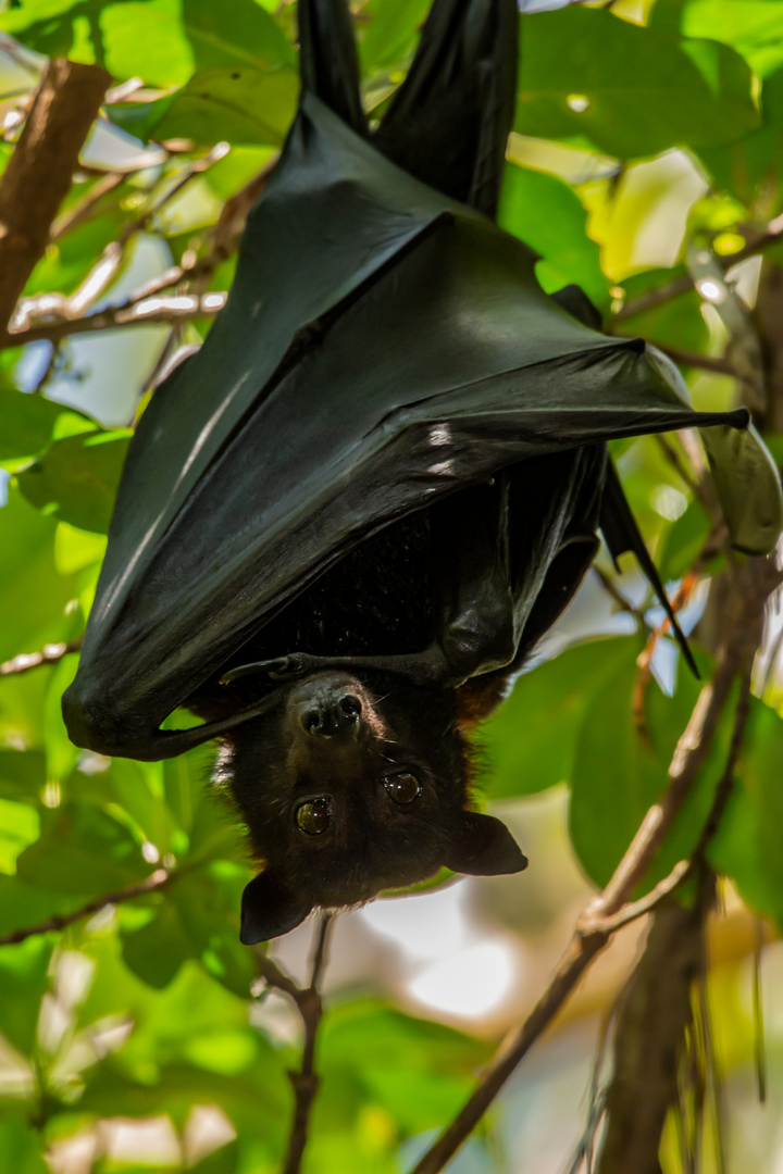 Pteropus alecto Foto & Bild australia, nature, world Bilder auf