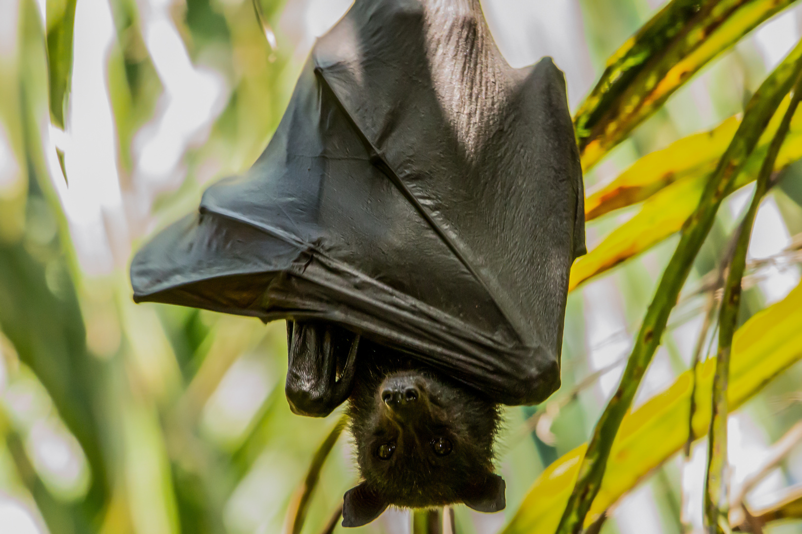 Pteropus alecto Foto & Bild australia, nature, world Bilder auf