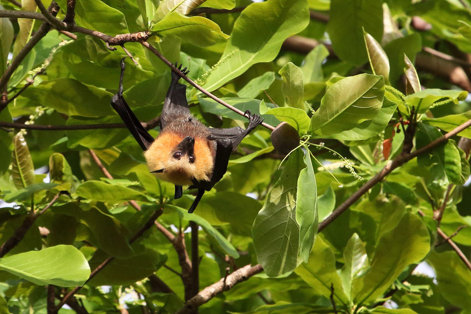 Pteropus seychellensis