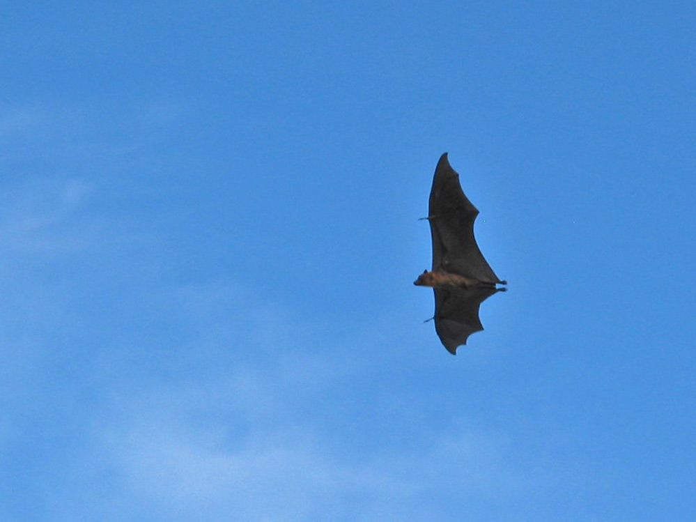 Pteropus vampyrus