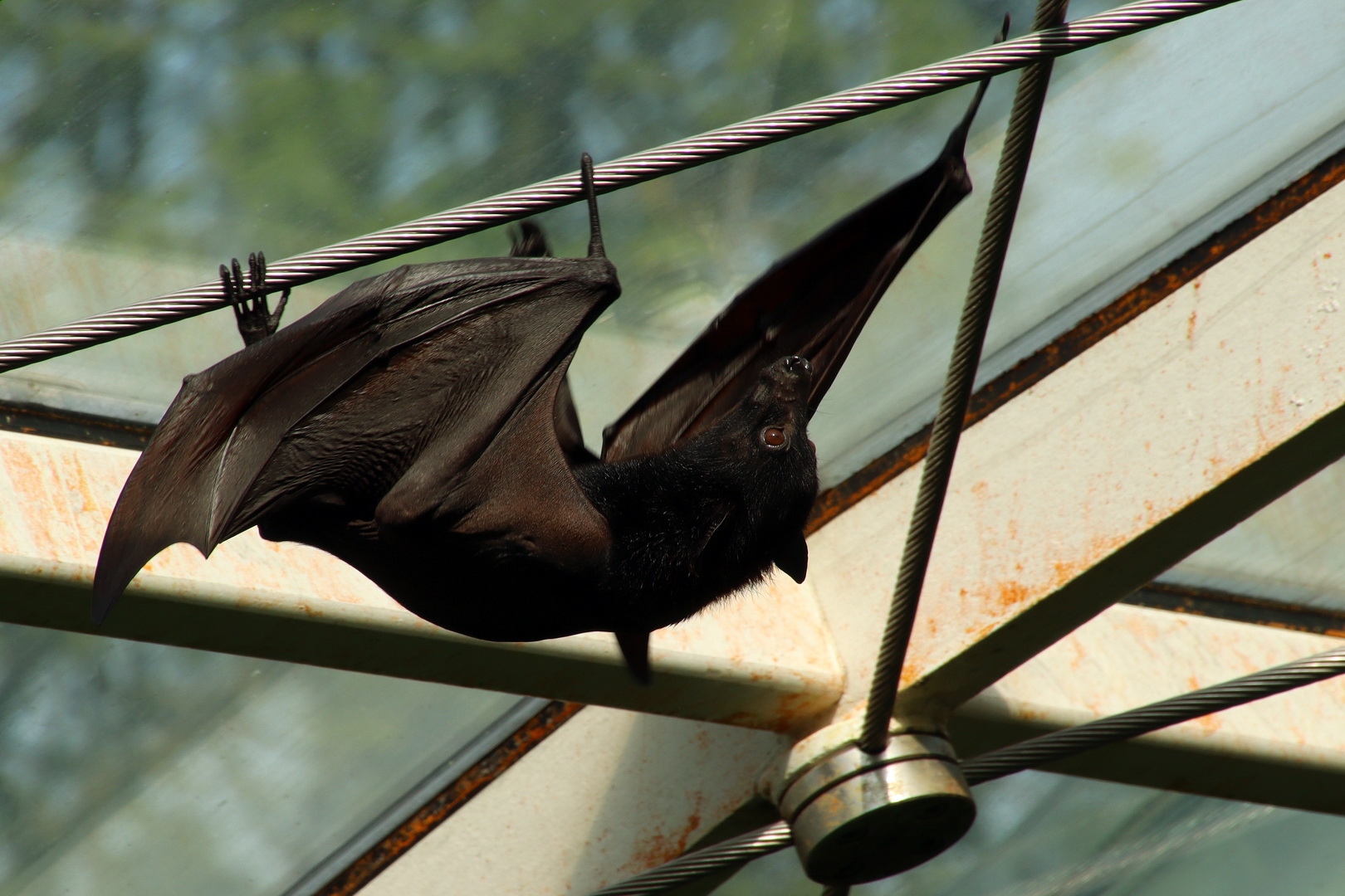 Pteropus vampyrus