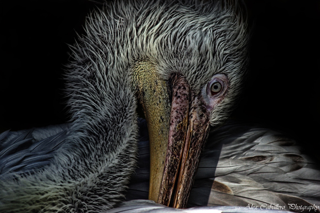 Pterosaurios Pterodactiloideos