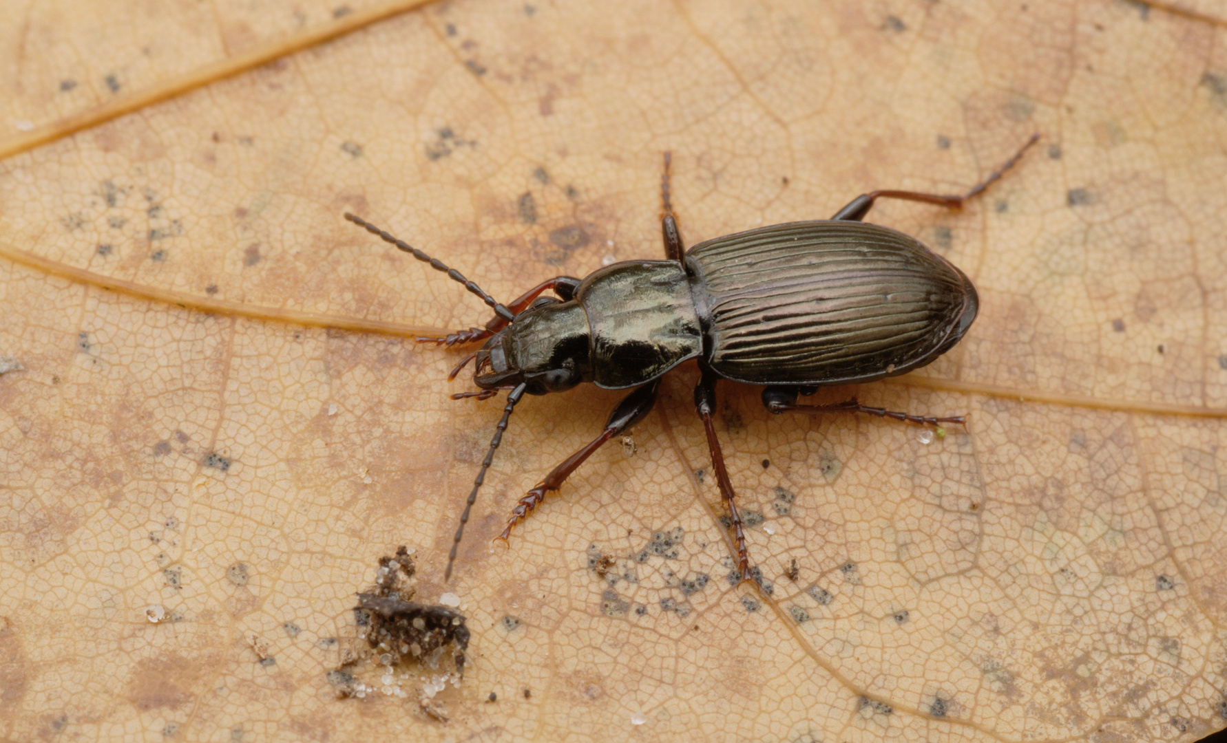 Pterostichus oblongopunctatus