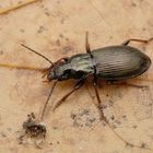 Pterostichus oblongopunctatus