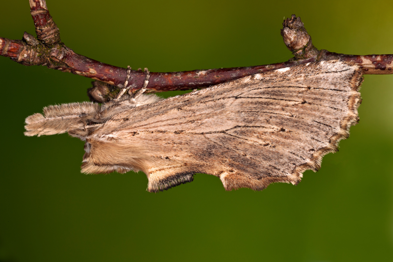 Pterostoma palpina (CLERCK, 1759)