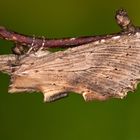 Pterostoma palpina (CLERCK, 1759)