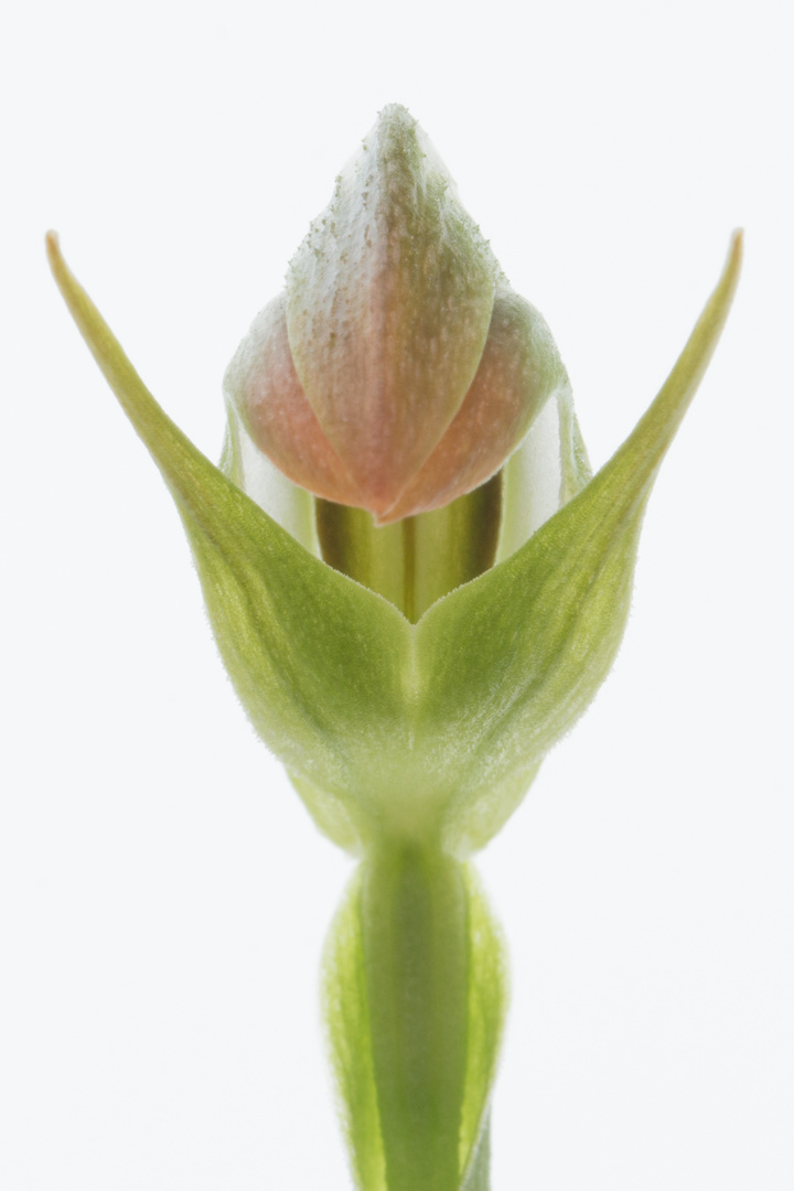 Pterostylis nutans alba x stricta