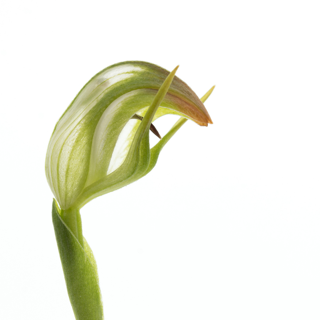 Pterostylis nutans alba x stricta 