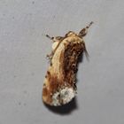 Ptilodon cucullina- Ahorn Zahnspinner 