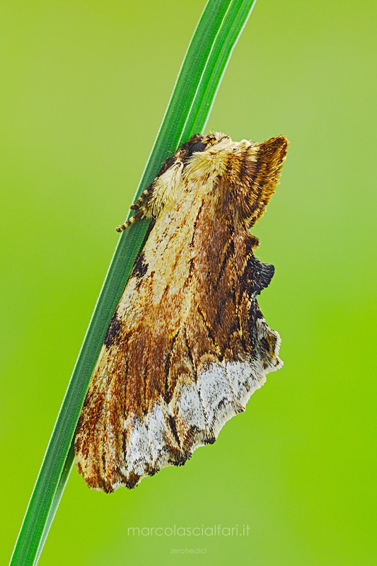 Ptilodon cucullina ([Denis & Schiffermüller], 1775)