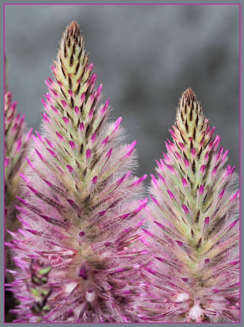 Ptilotus exaltatus,Federbusch oder auch Haarschöpfchen