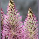 Ptilotus exaltatus,Federbusch oder auch Haarschöpfchen