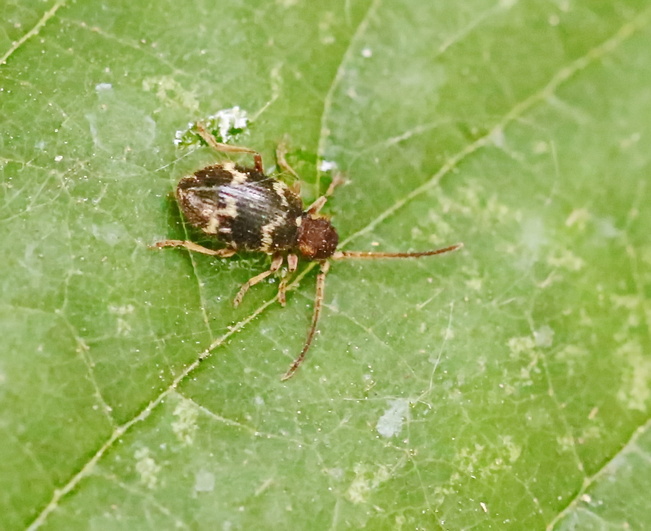 Ptinus dubius