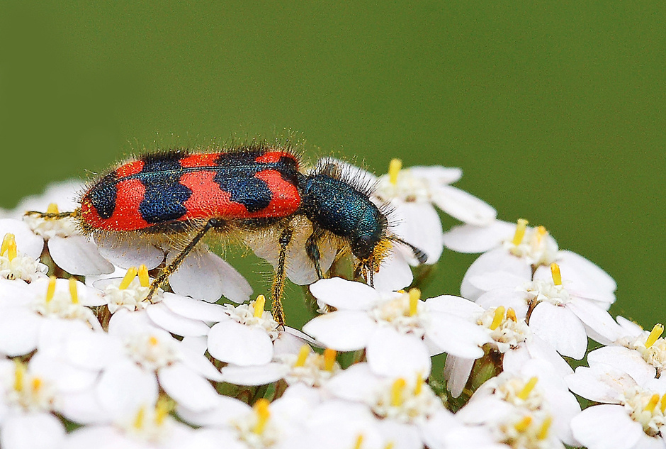 P'tit coléoptère