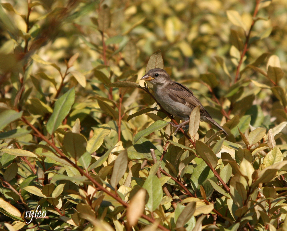 p'tit moineau nissart