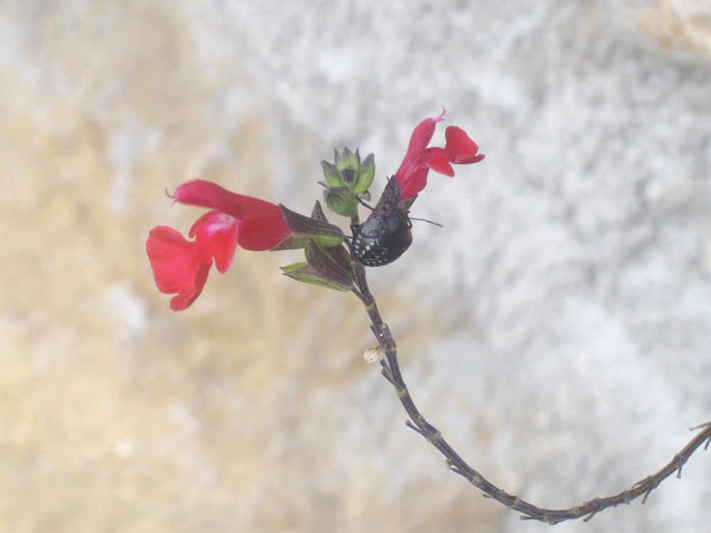 ptite bête sur une jolie fleur