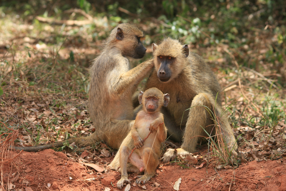 Ptite famille (réserve de Shimba: KENYA)