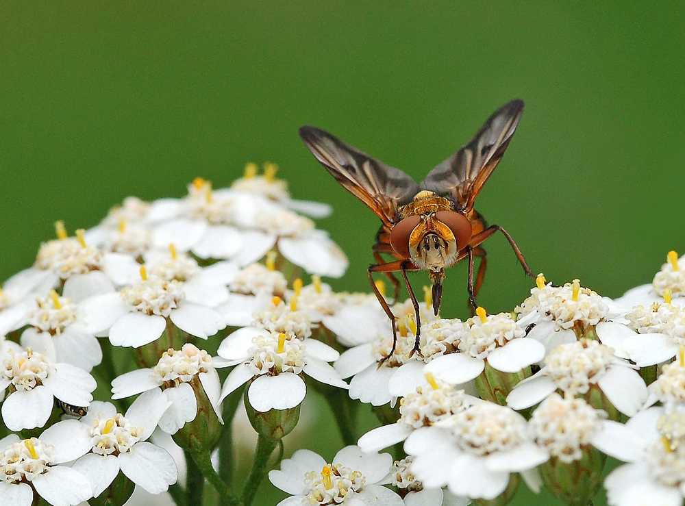 P'tite mouche (1)