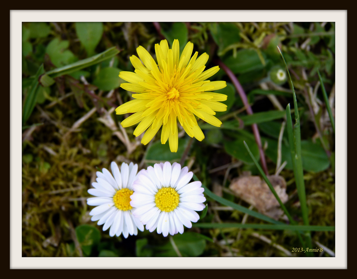 P'tites fleurs