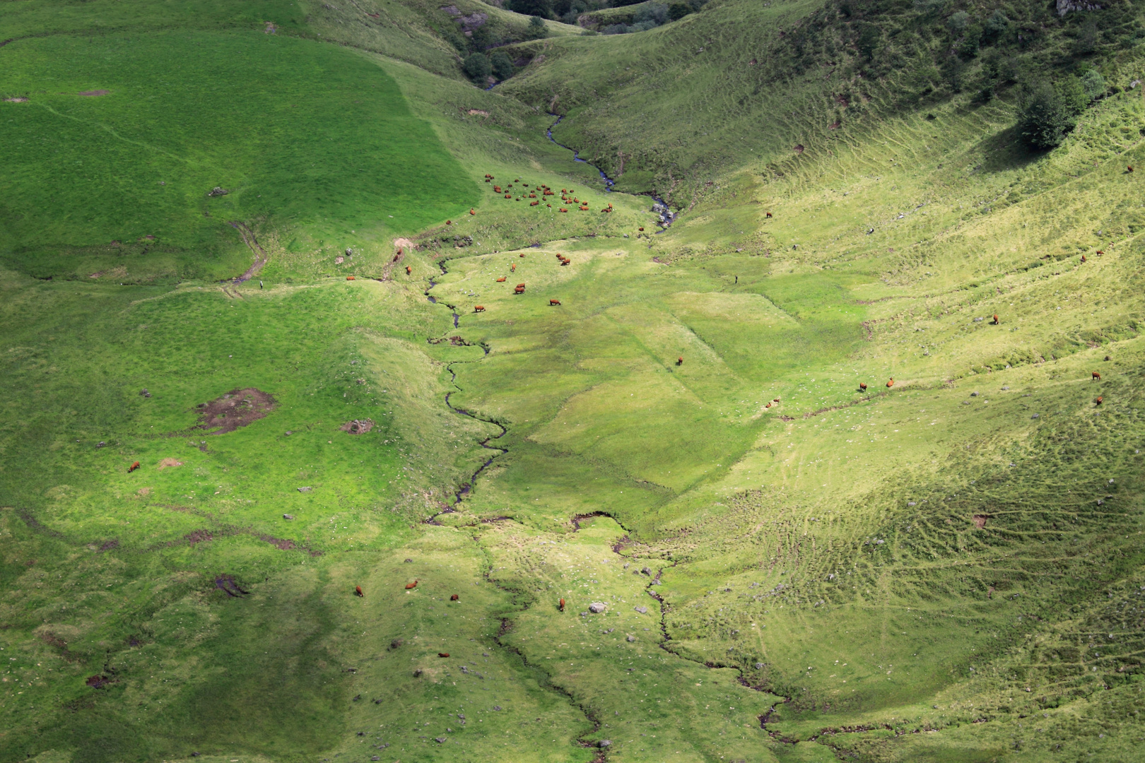 Pâturage du Massif du Cantal .