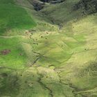 Pâturage du Massif du Cantal .