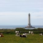 " Pâturage en Normandie. "