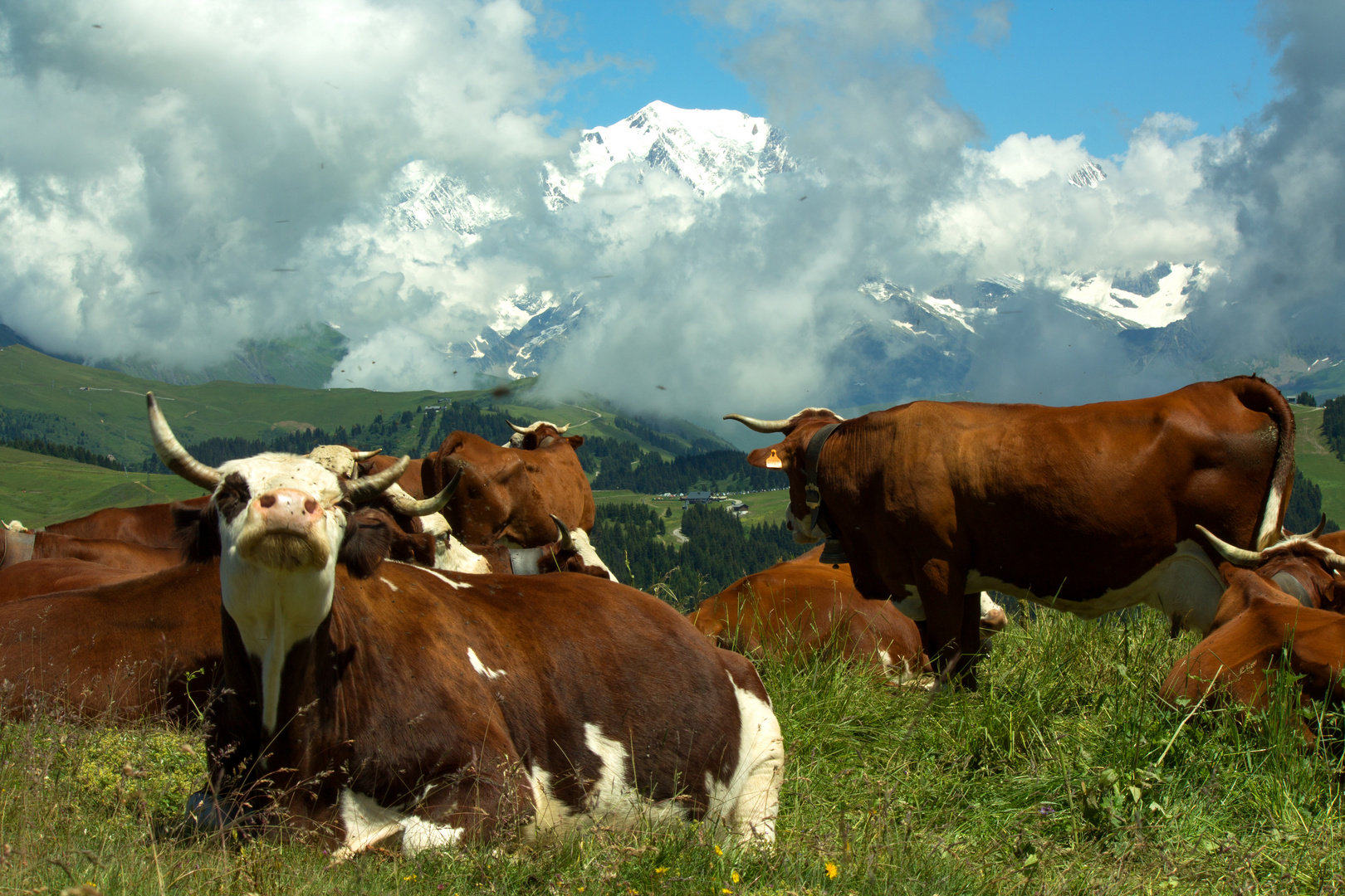 pâturage sous le Mont Blanc