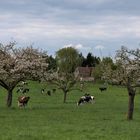  Pâturage sous les Pommiers en fleurs