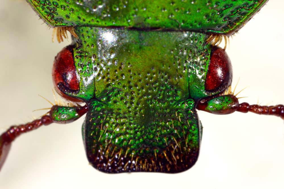 Ptychodesthes bicostata - Kopfdetail
