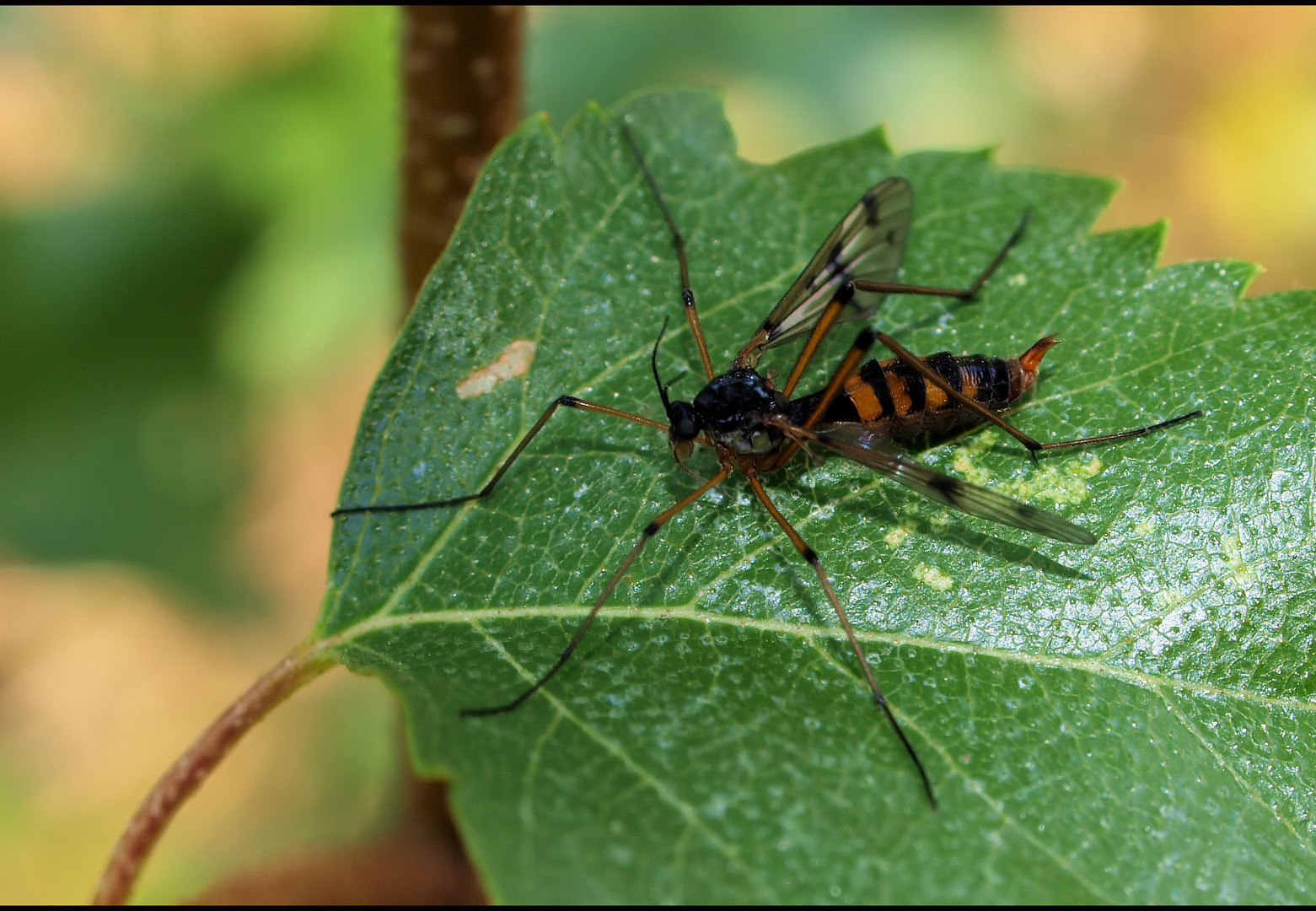 Ptychoptera contaminata