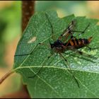 Ptychoptera contaminata