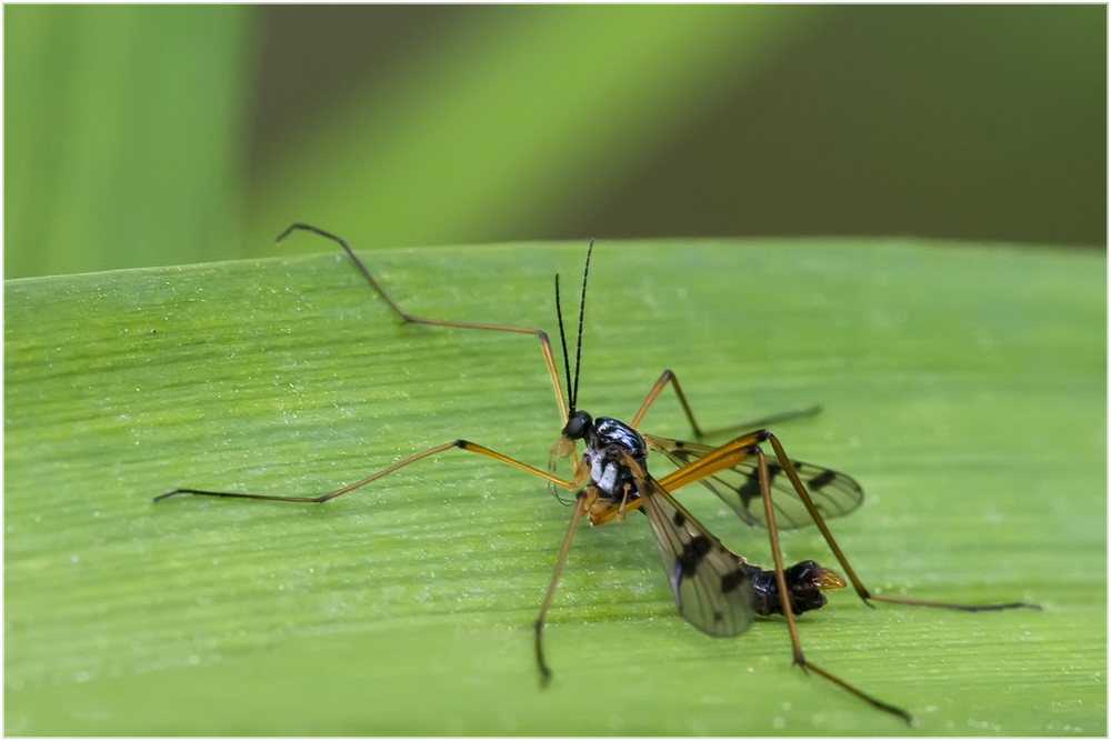 Ptychoptère souillée (Ptychoptera contaminata)