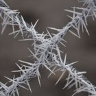 Púas de hielo