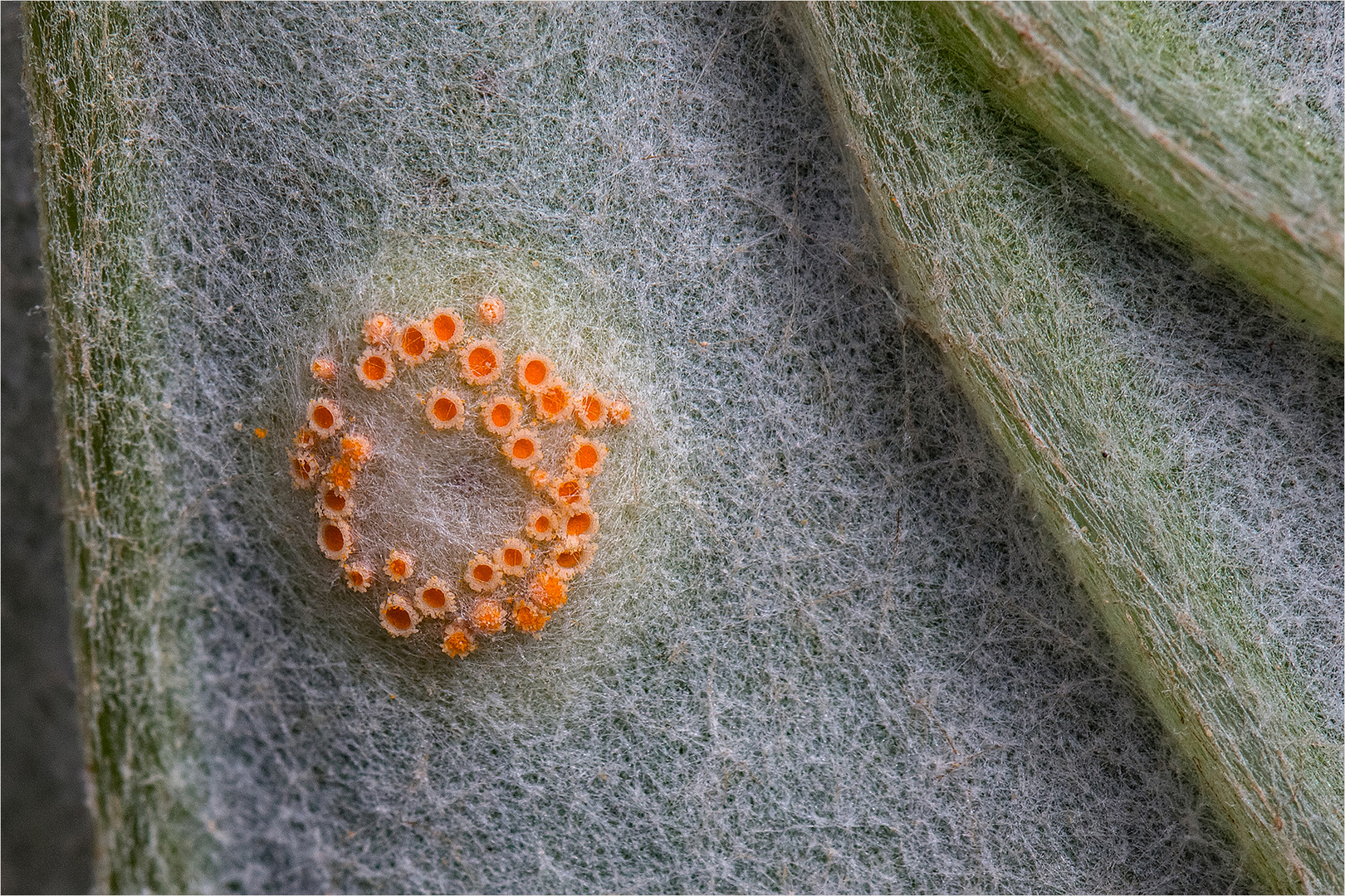 Puccinia poarum Huflattichrostpilz