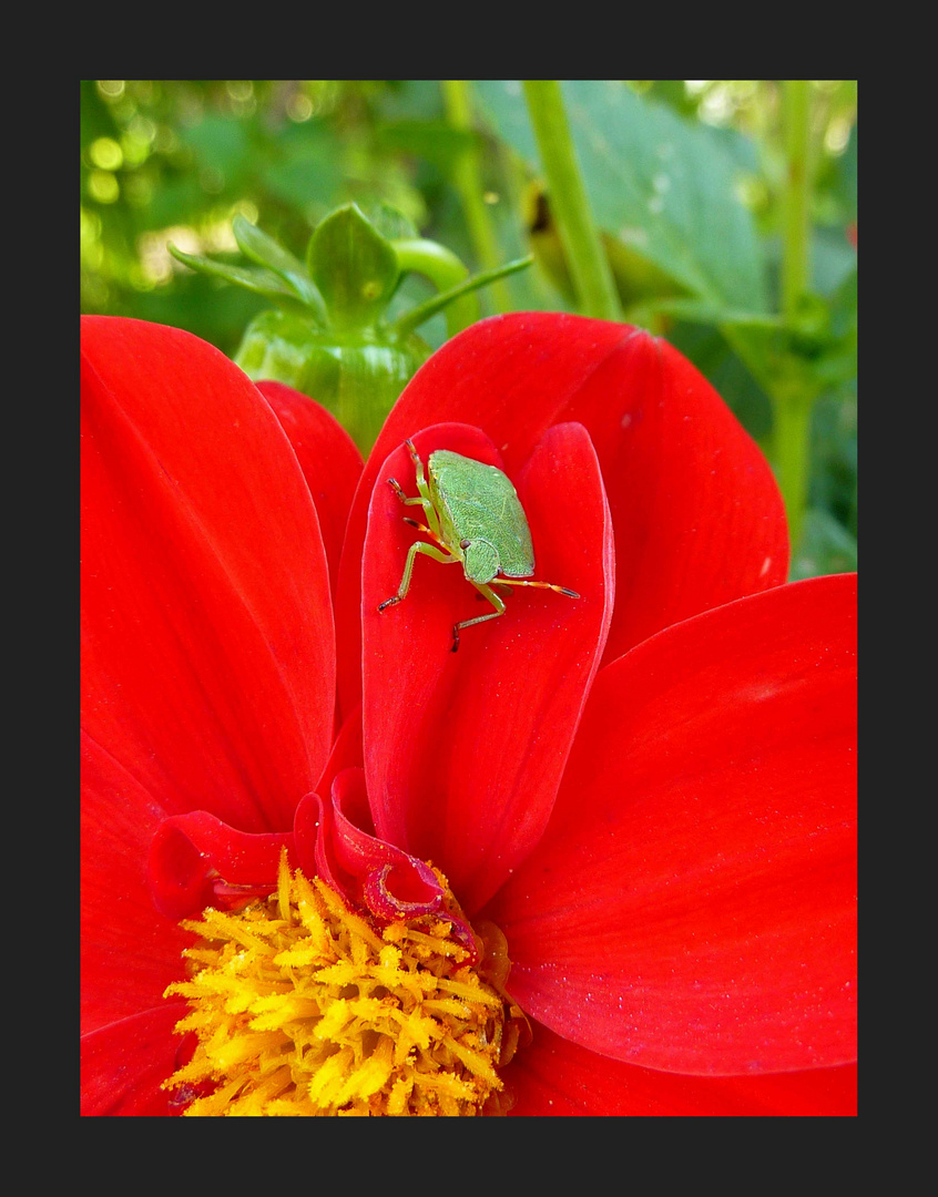 Puce sur fleur